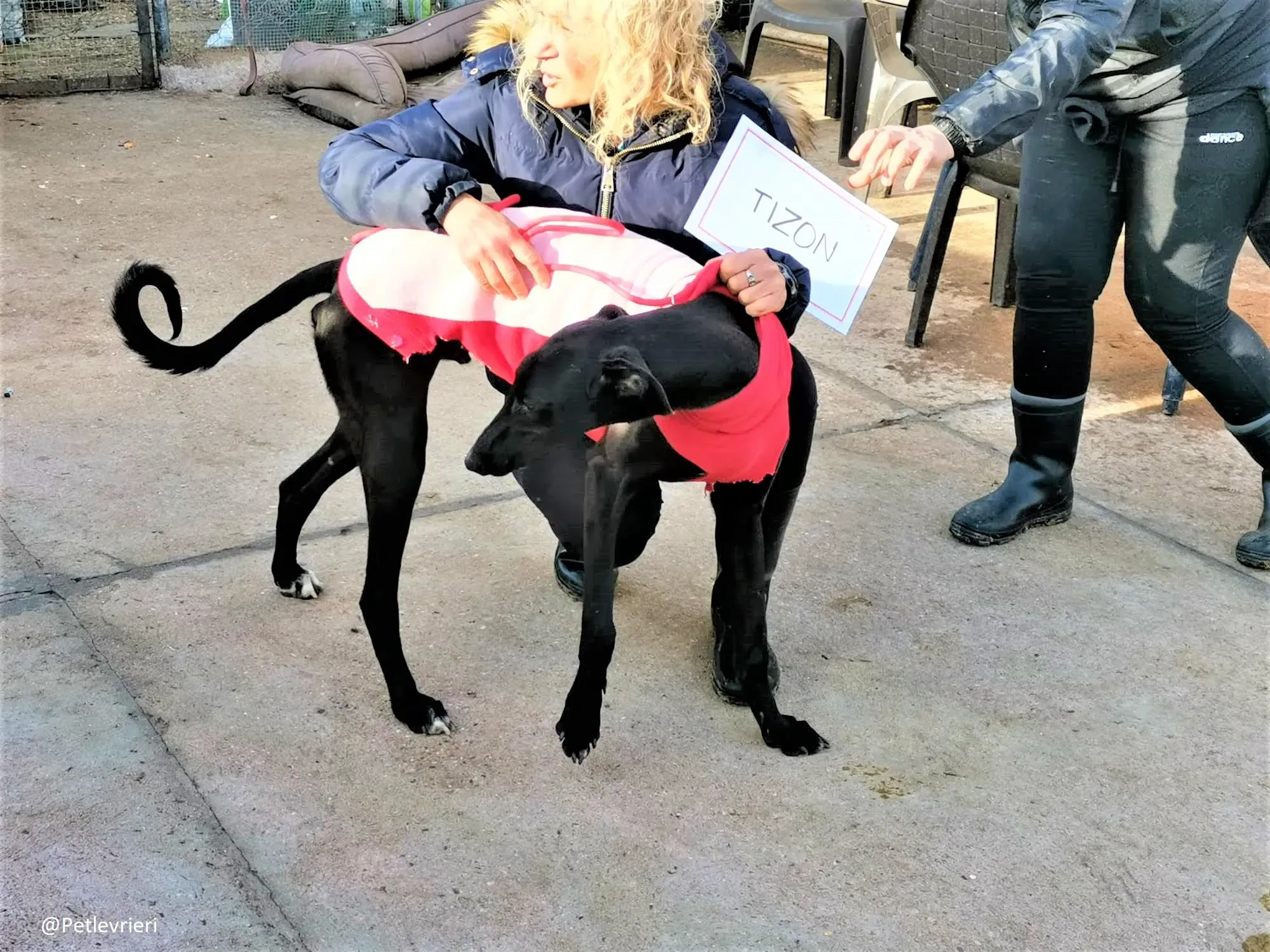 Tizon adozione levrieri galgo 09 2