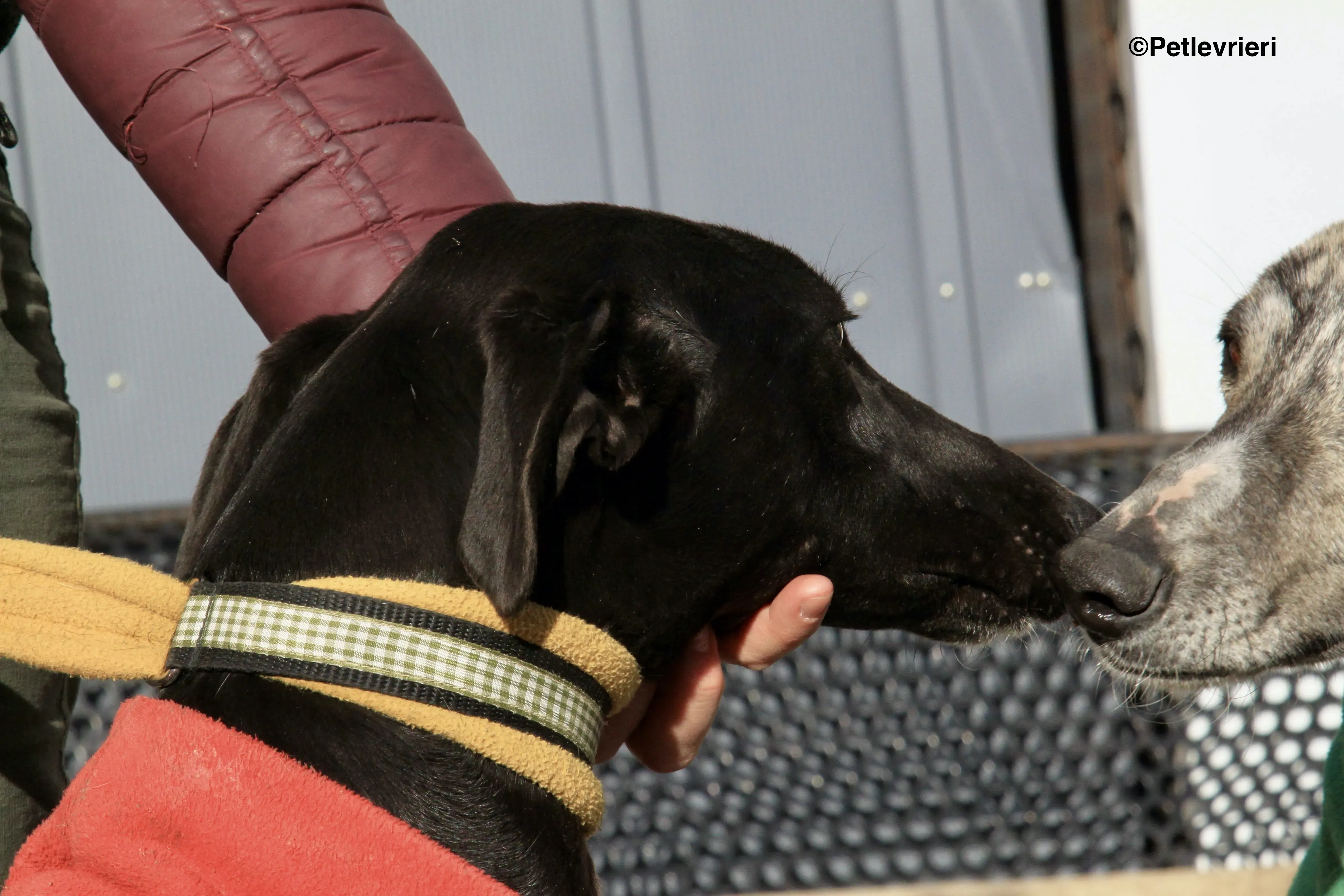 Tizon adozione levrieri galgo 1 2 1