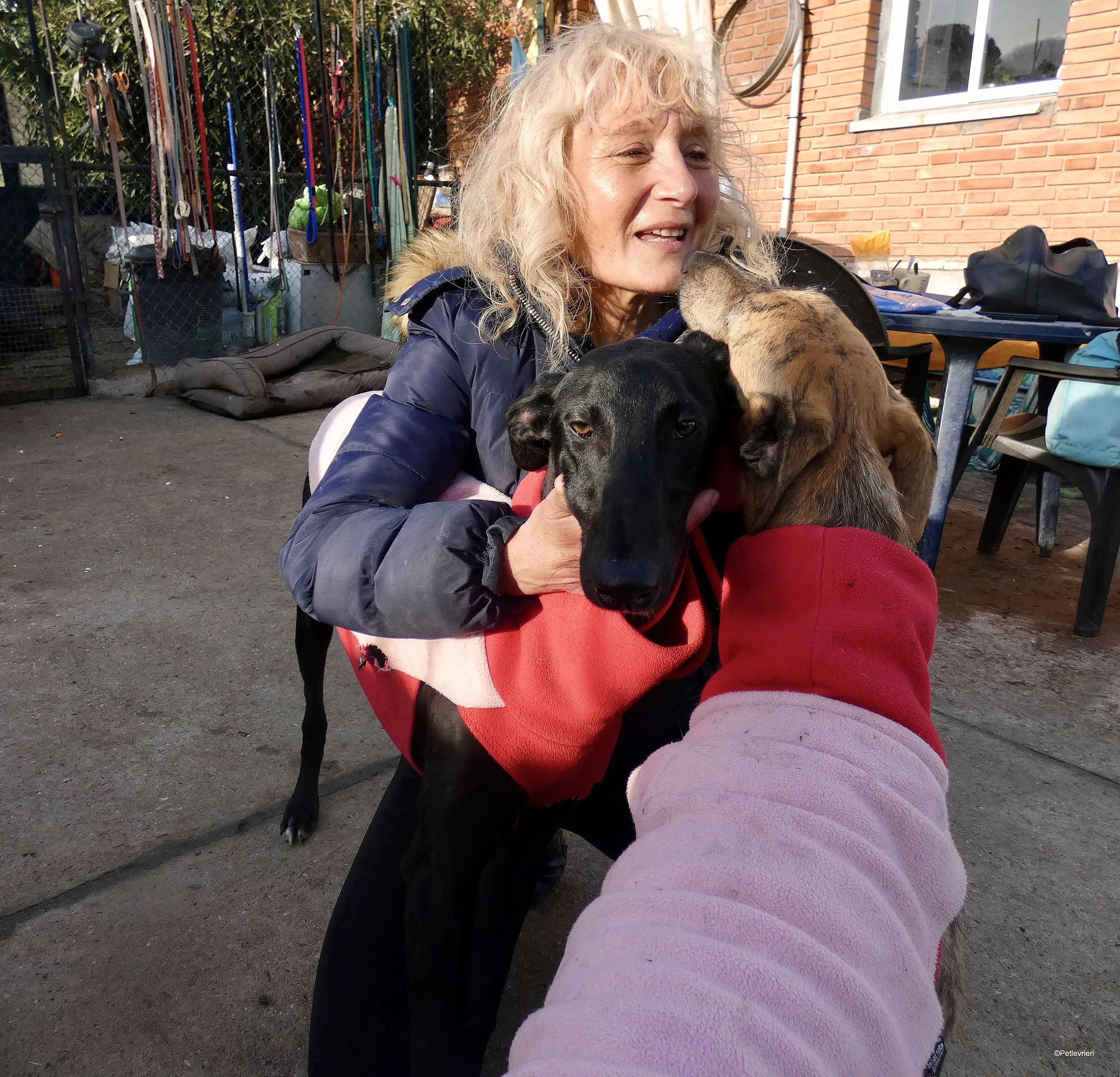 Tizon adozione levrieri galgo 1 2