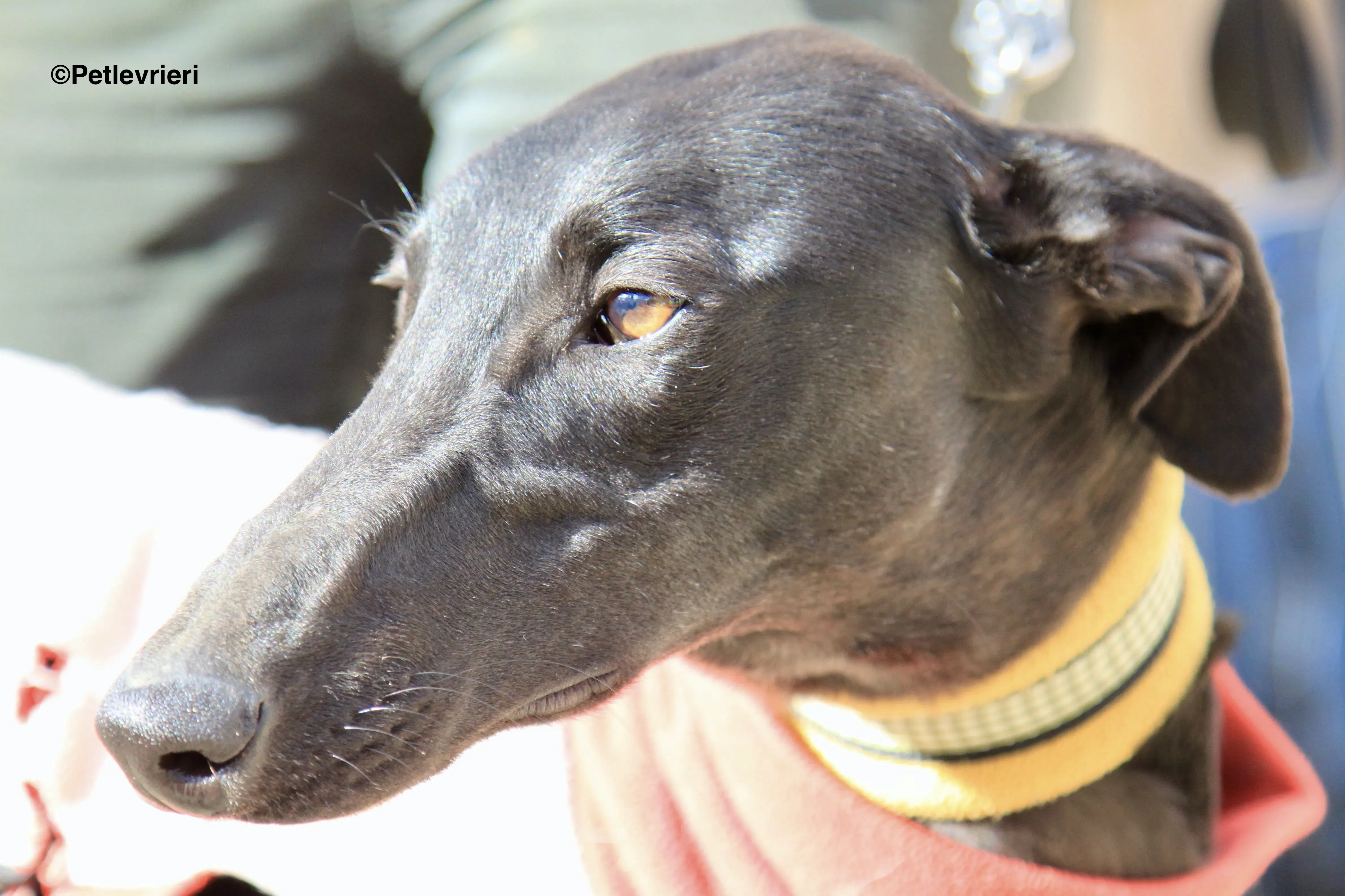 Tizon adozione levrieri galgo 10 2 1