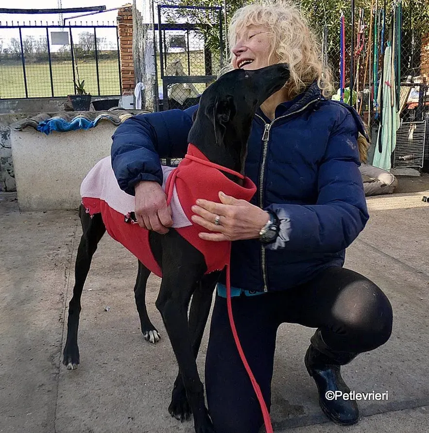 Tizon adozione levrieri galgo 10 2