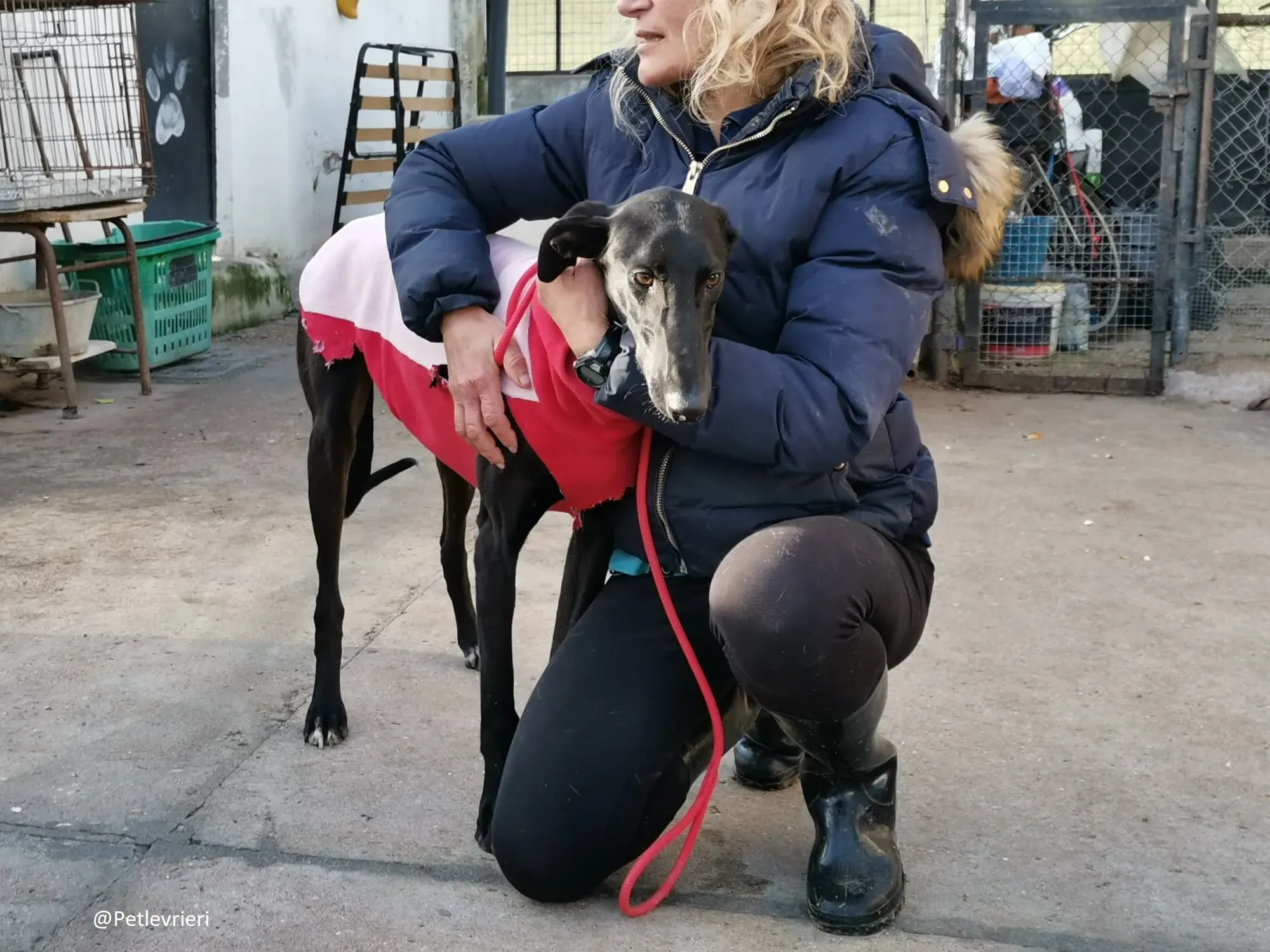 Tizon adozione levrieri galgo 10