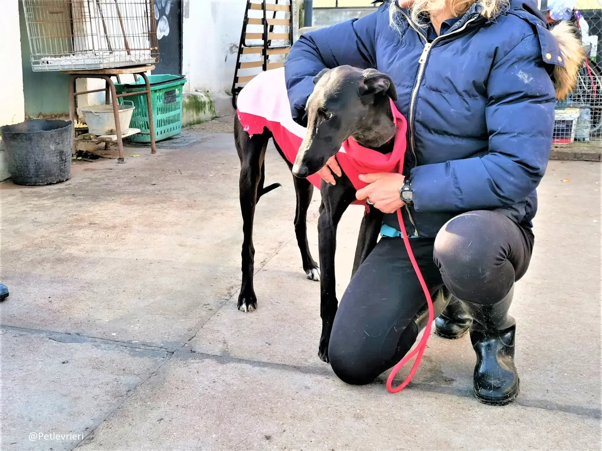 Tizon adozione levrieri galgo 11 2