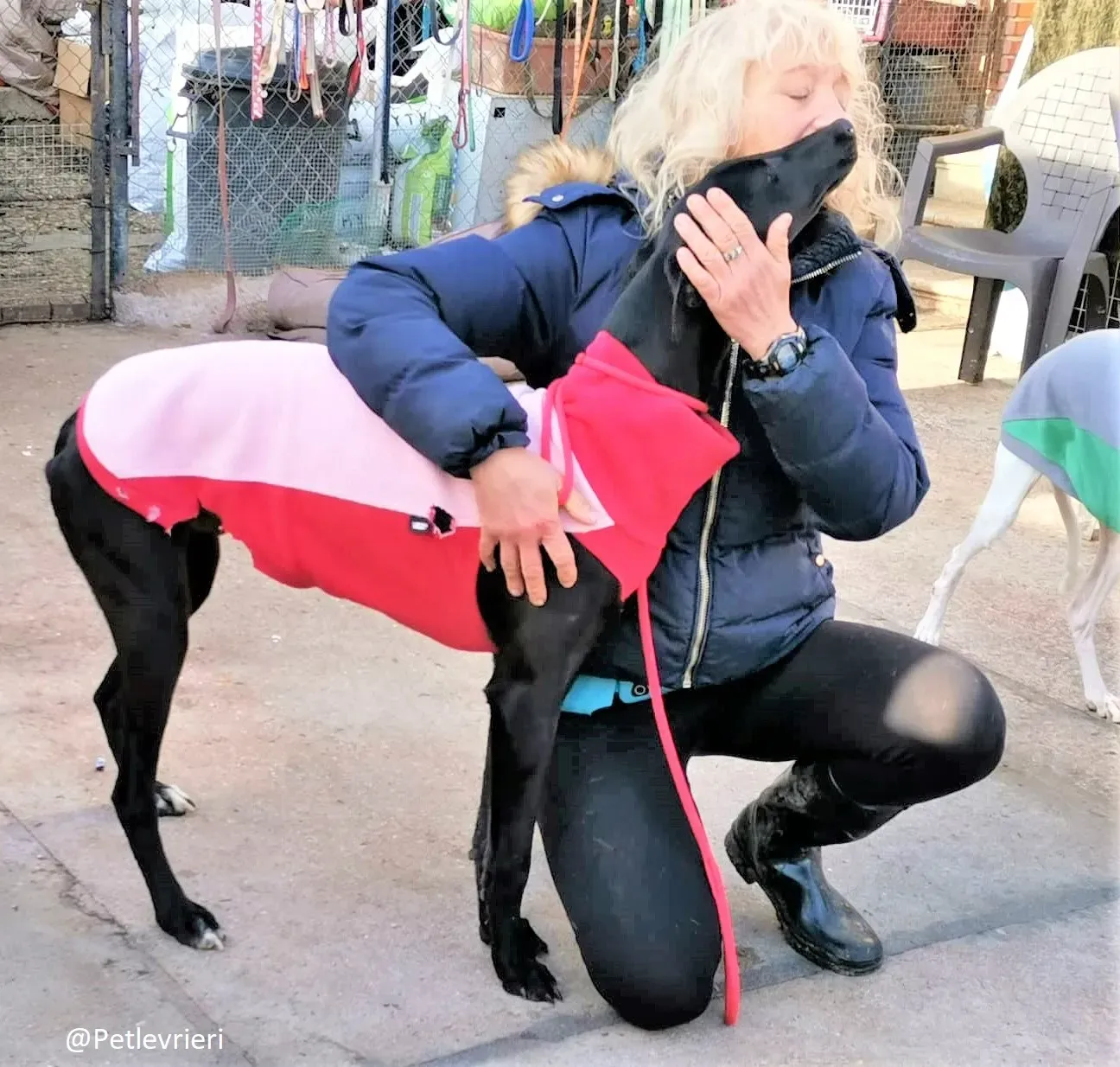 Tizon adozione levrieri galgo 12 2