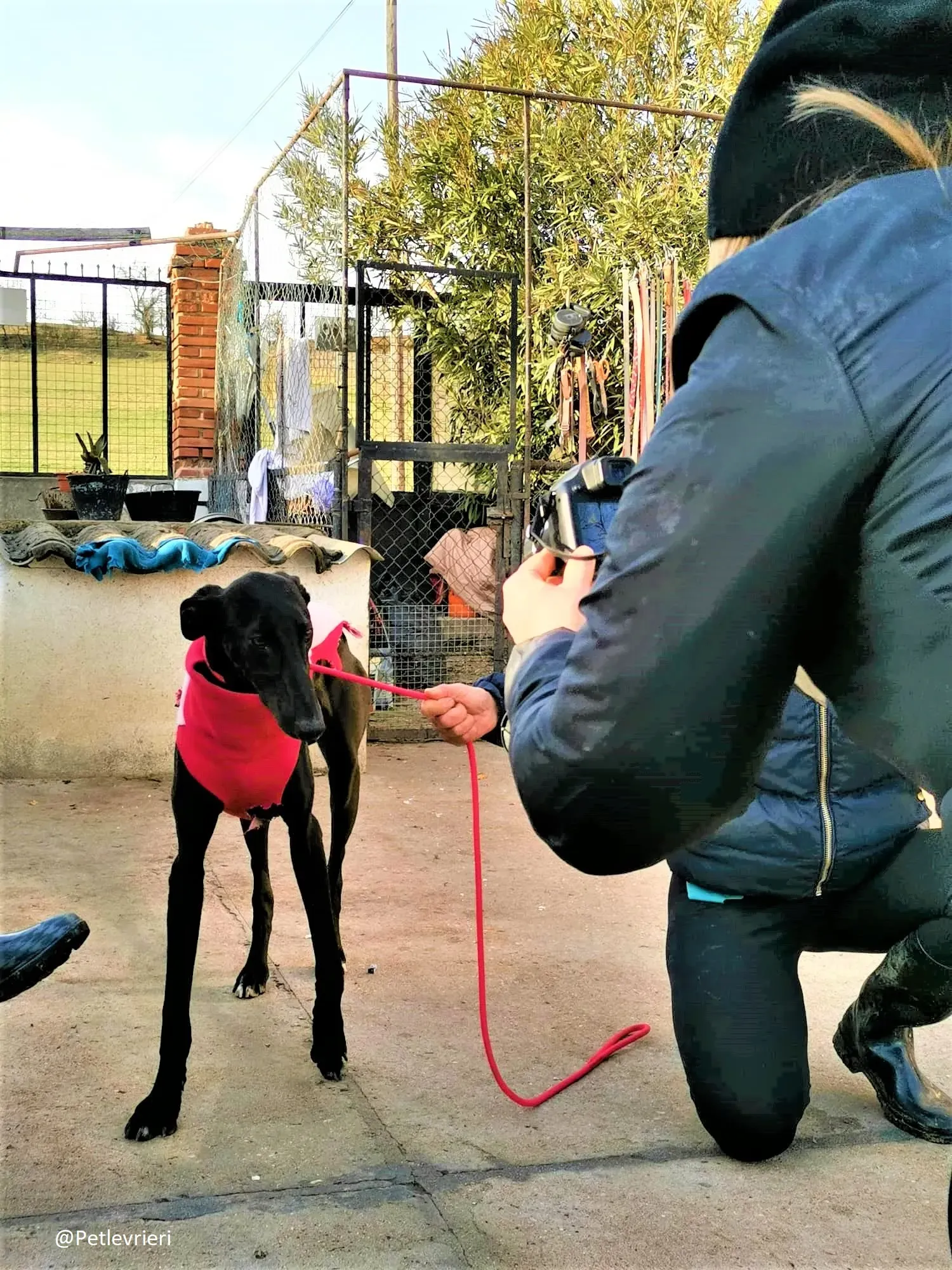 Tizon adozione levrieri galgo 13 2