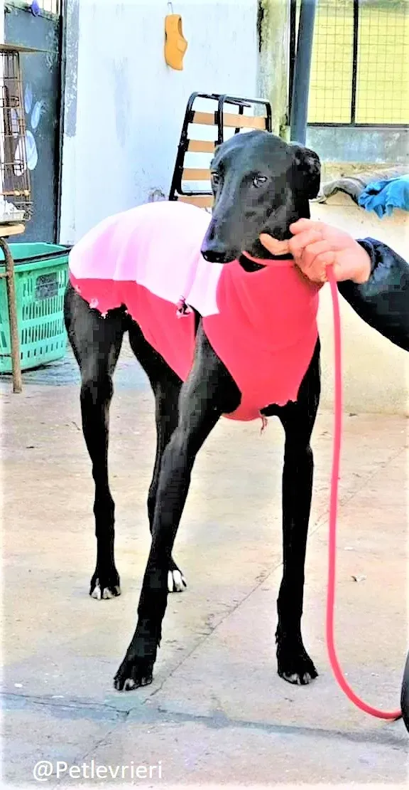 Tizon adozione levrieri galgo 14 3