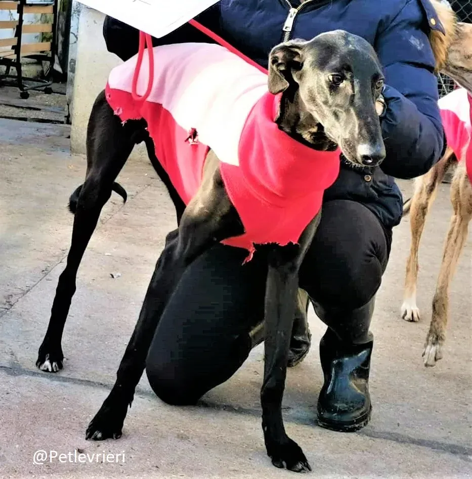 Tizon adozione levrieri galgo 15 2
