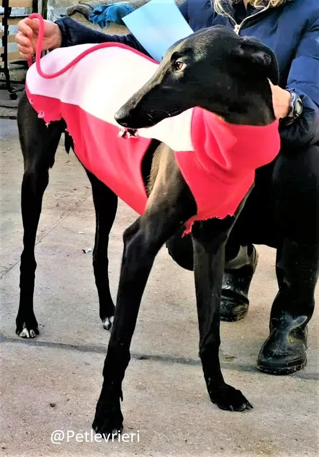 Tizon adozione levrieri galgo 16 2