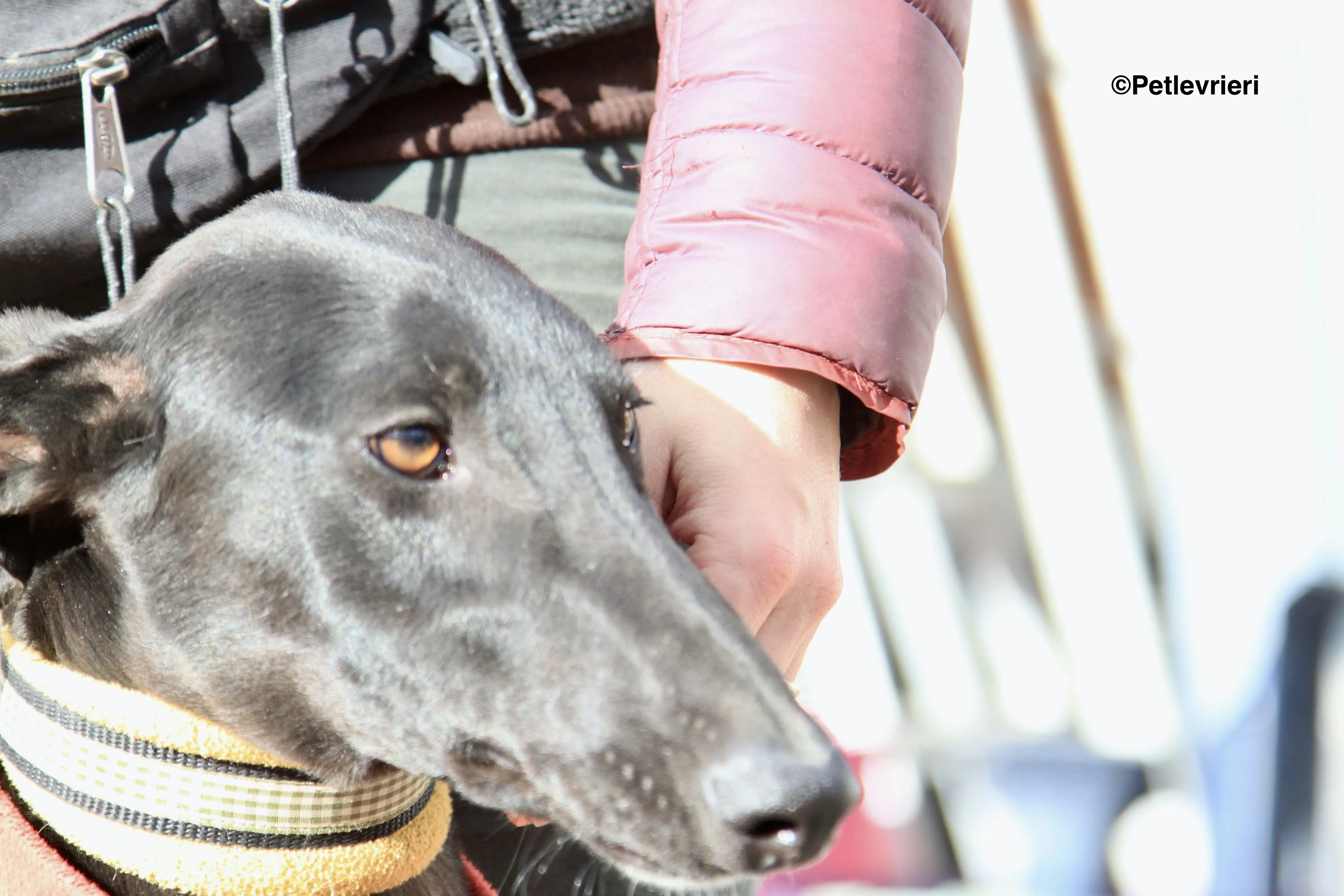 Tizon adozione levrieri galgo 2 2 1