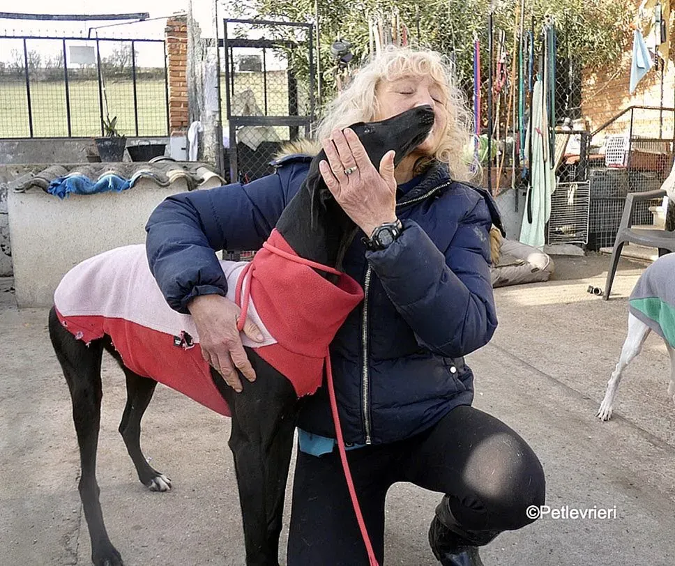 Tizon adozione levrieri galgo 2 2