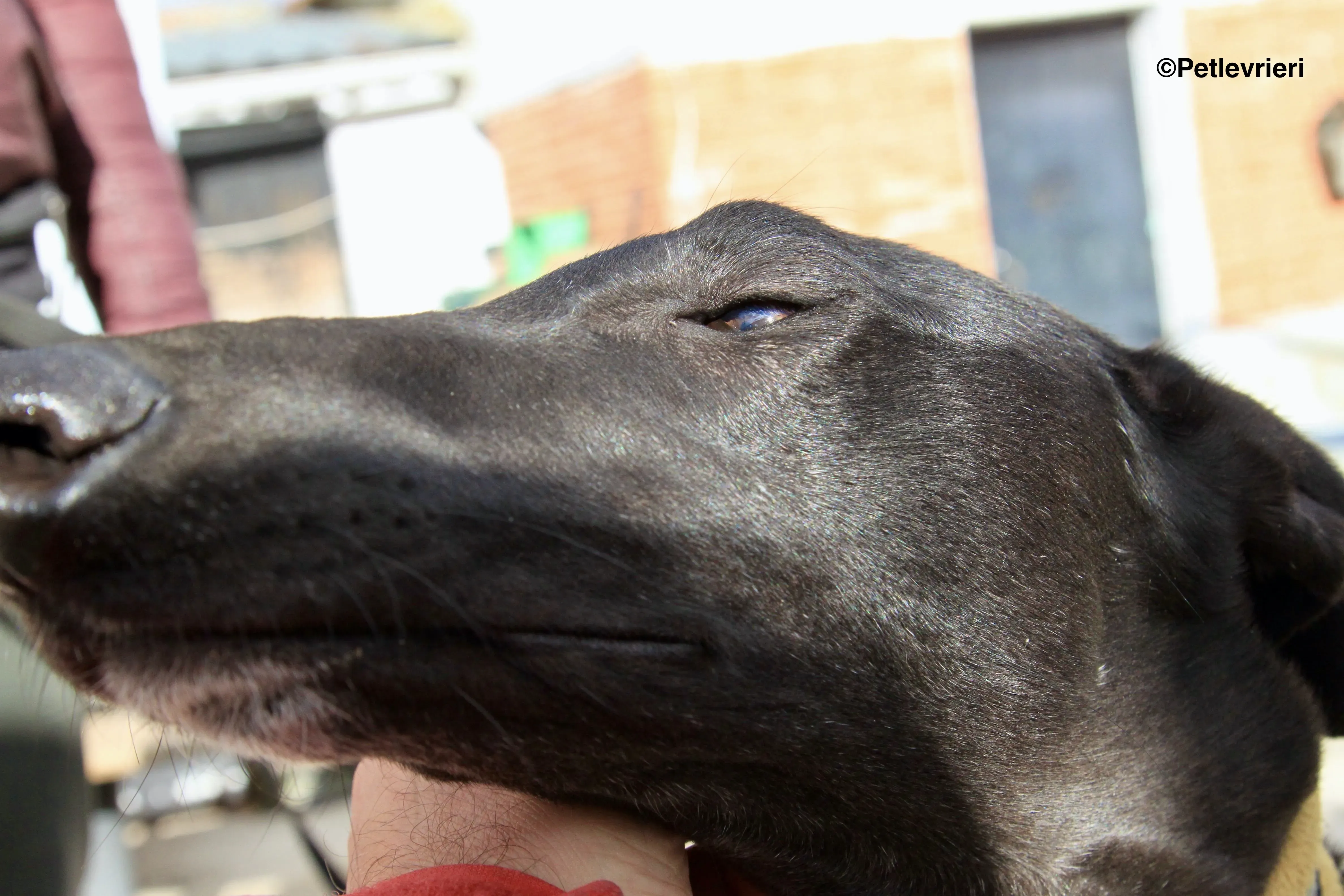 Tizon adozione levrieri galgo 3 2 1