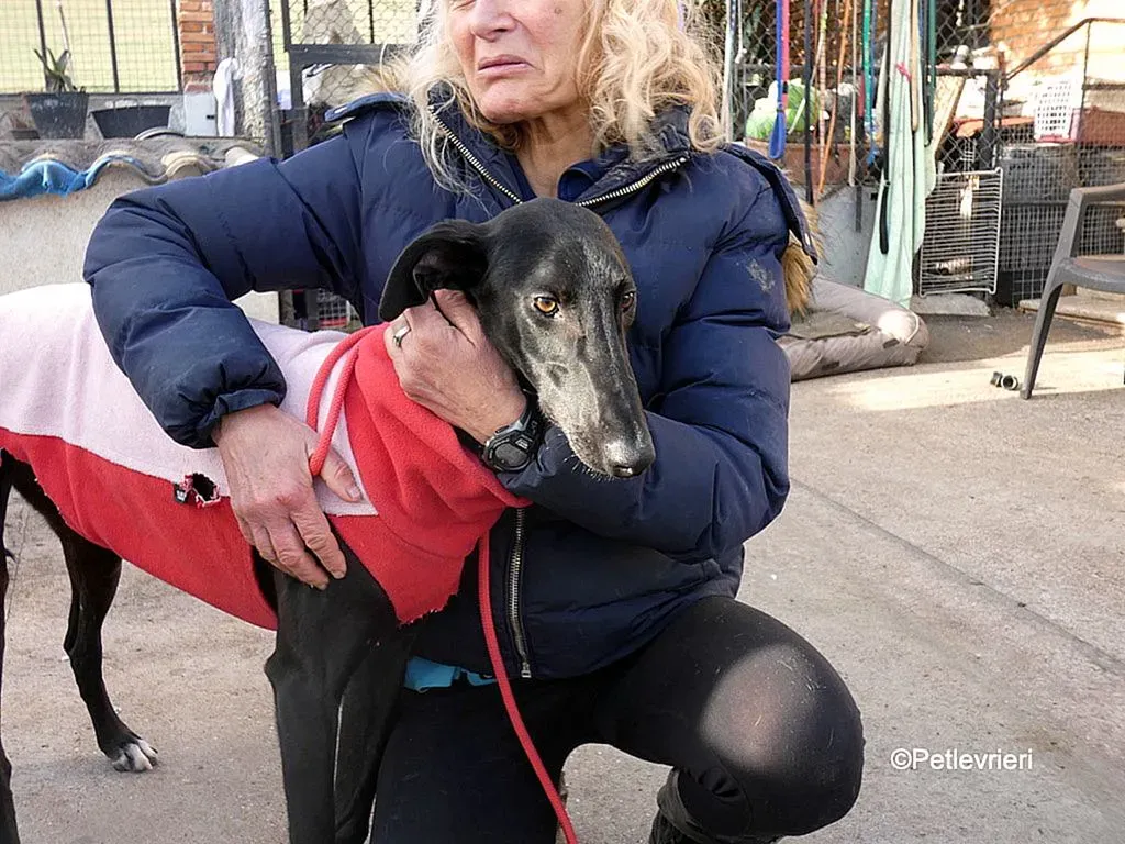 Tizon adozione levrieri galgo 3 2