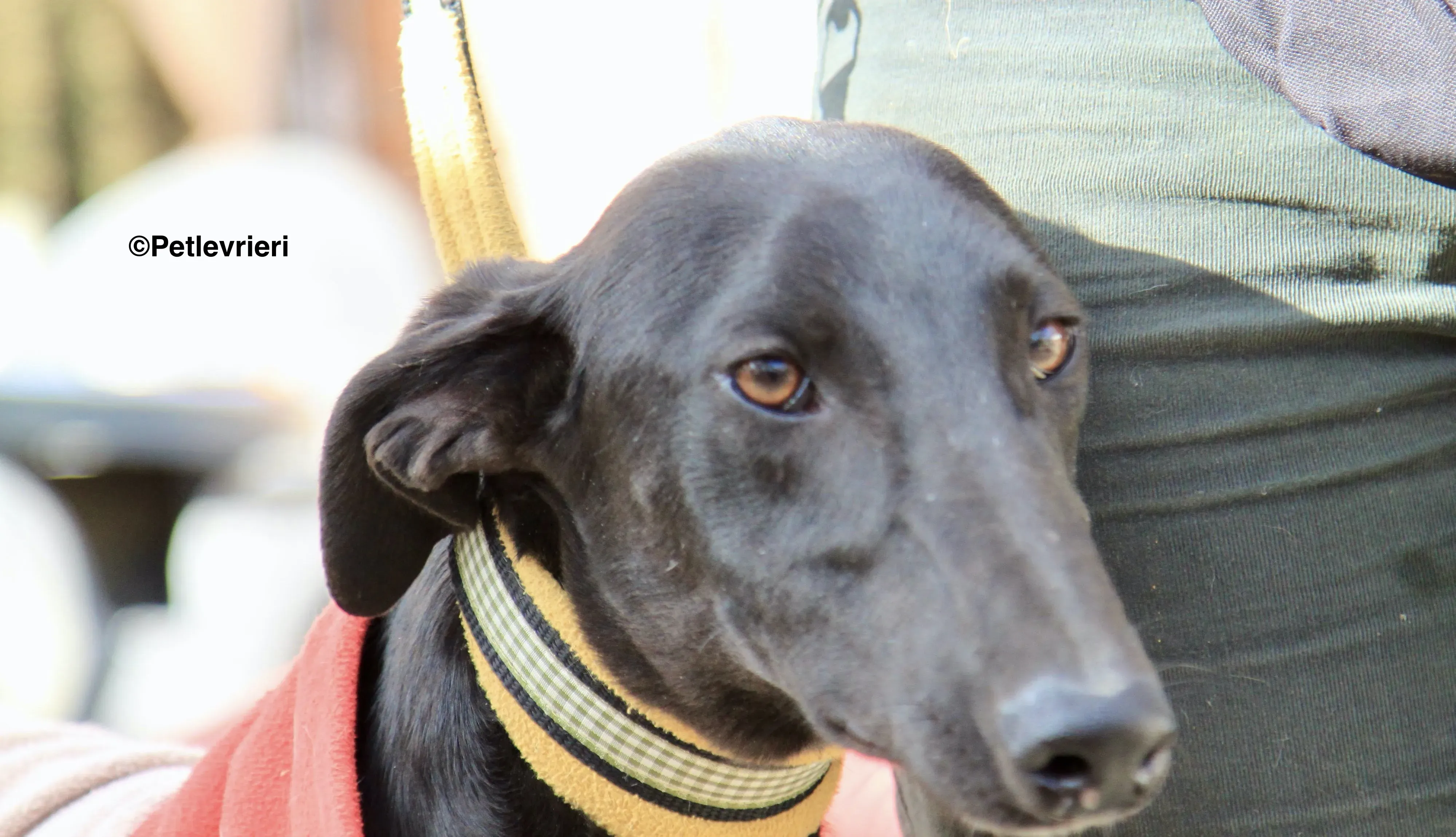 Tizon adozione levrieri galgo 4 2 1