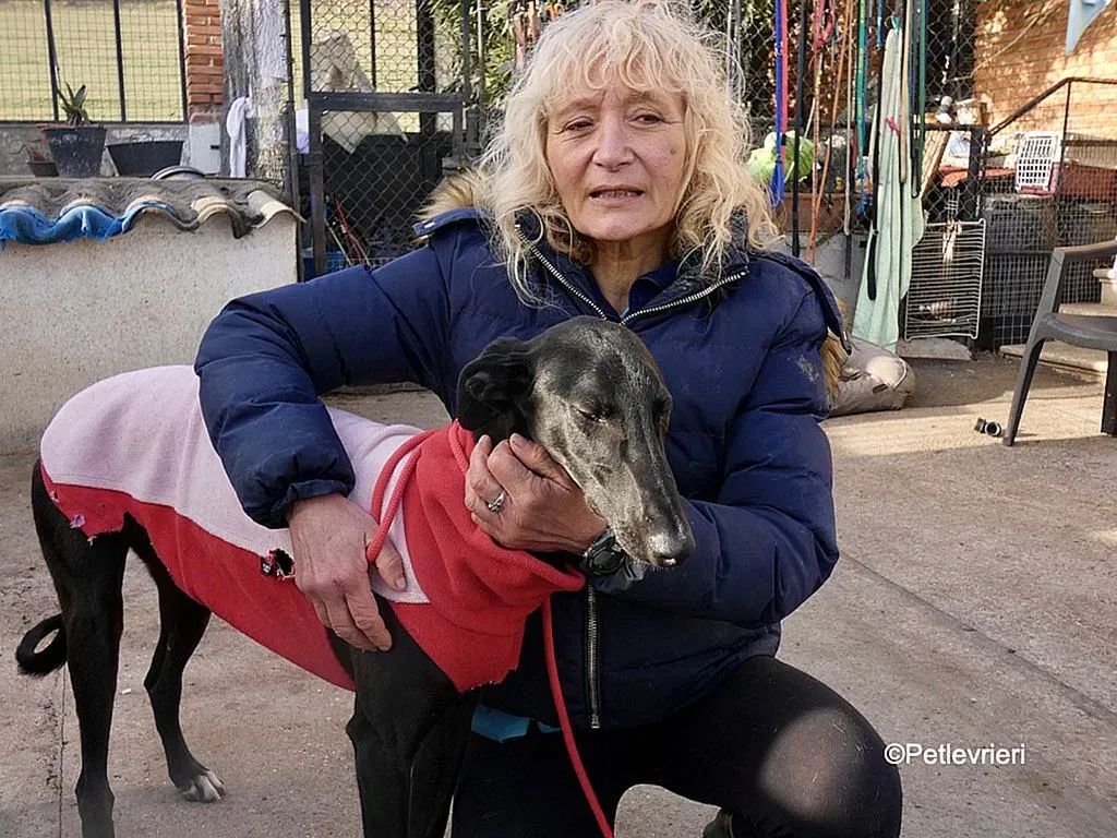 Tizon adozione levrieri galgo 4 2