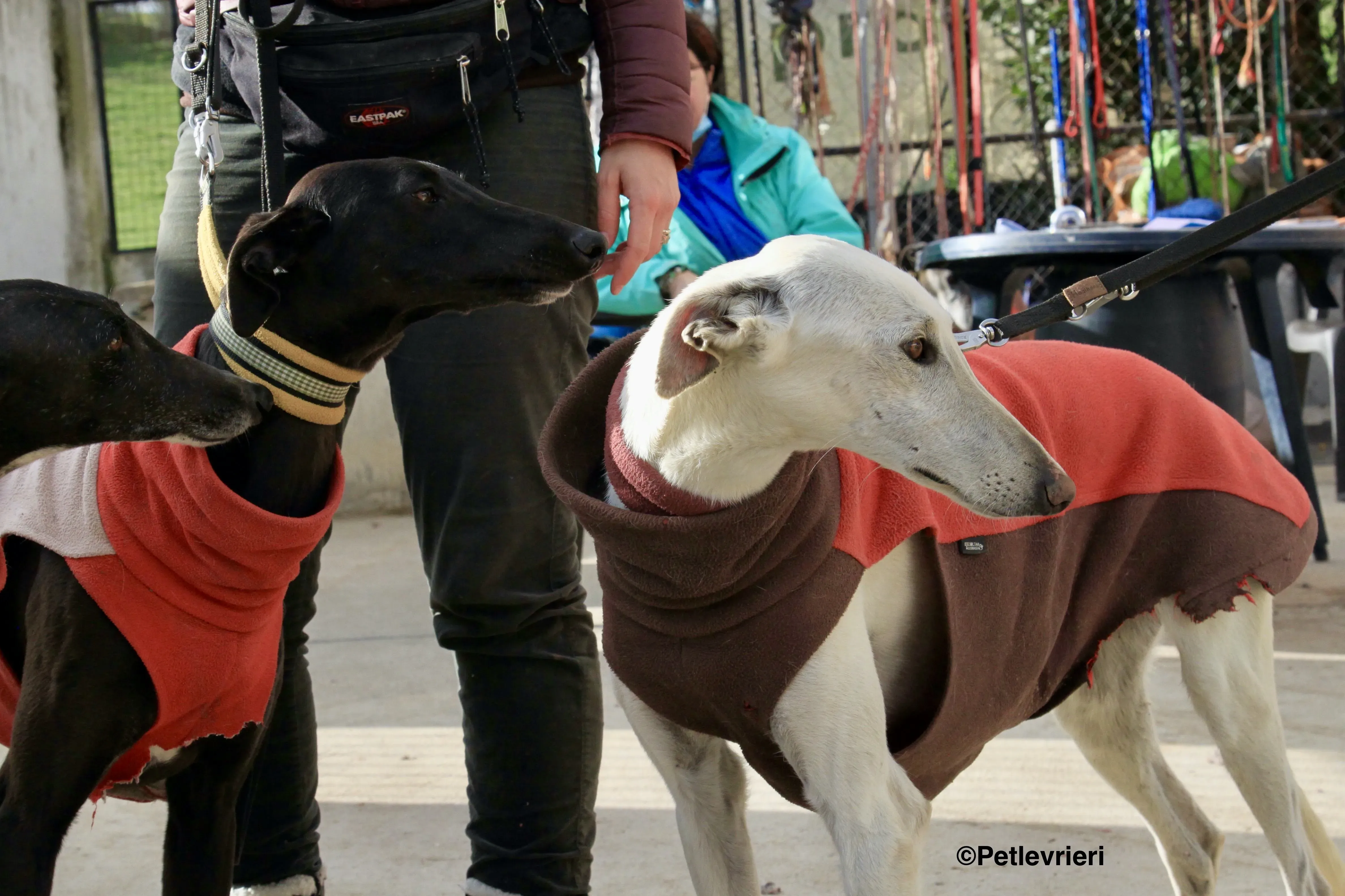 Tizon adozione levrieri galgo 5 2 1