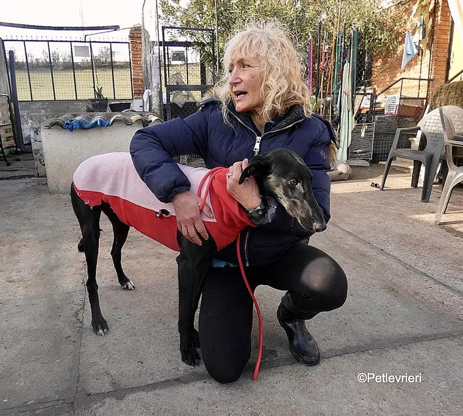 Tizon adozione levrieri galgo 5 2