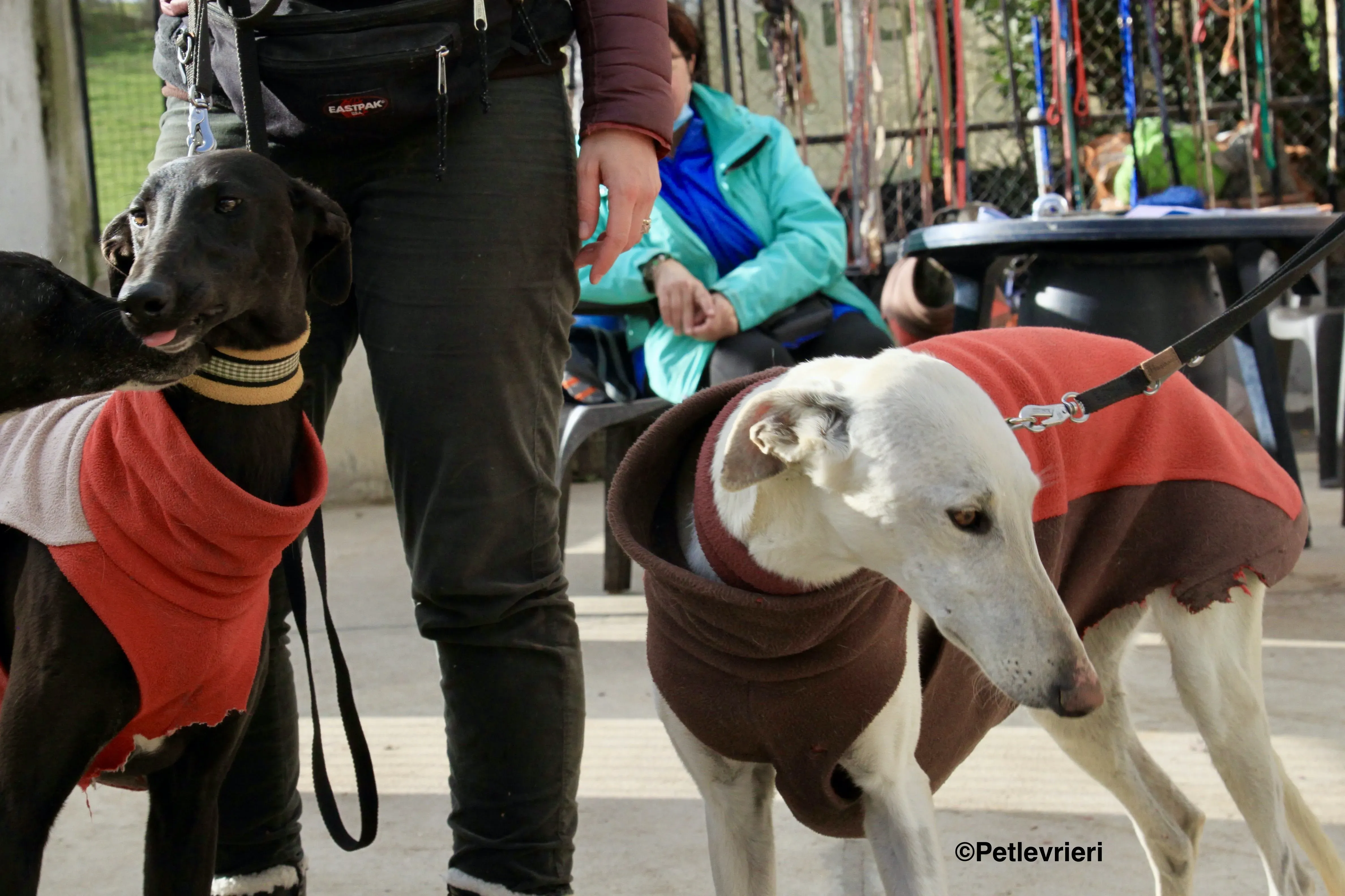 Tizon adozione levrieri galgo 6 2 1