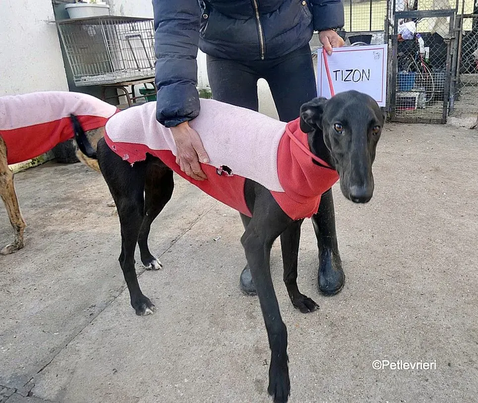 Tizon adozione levrieri galgo 6 2