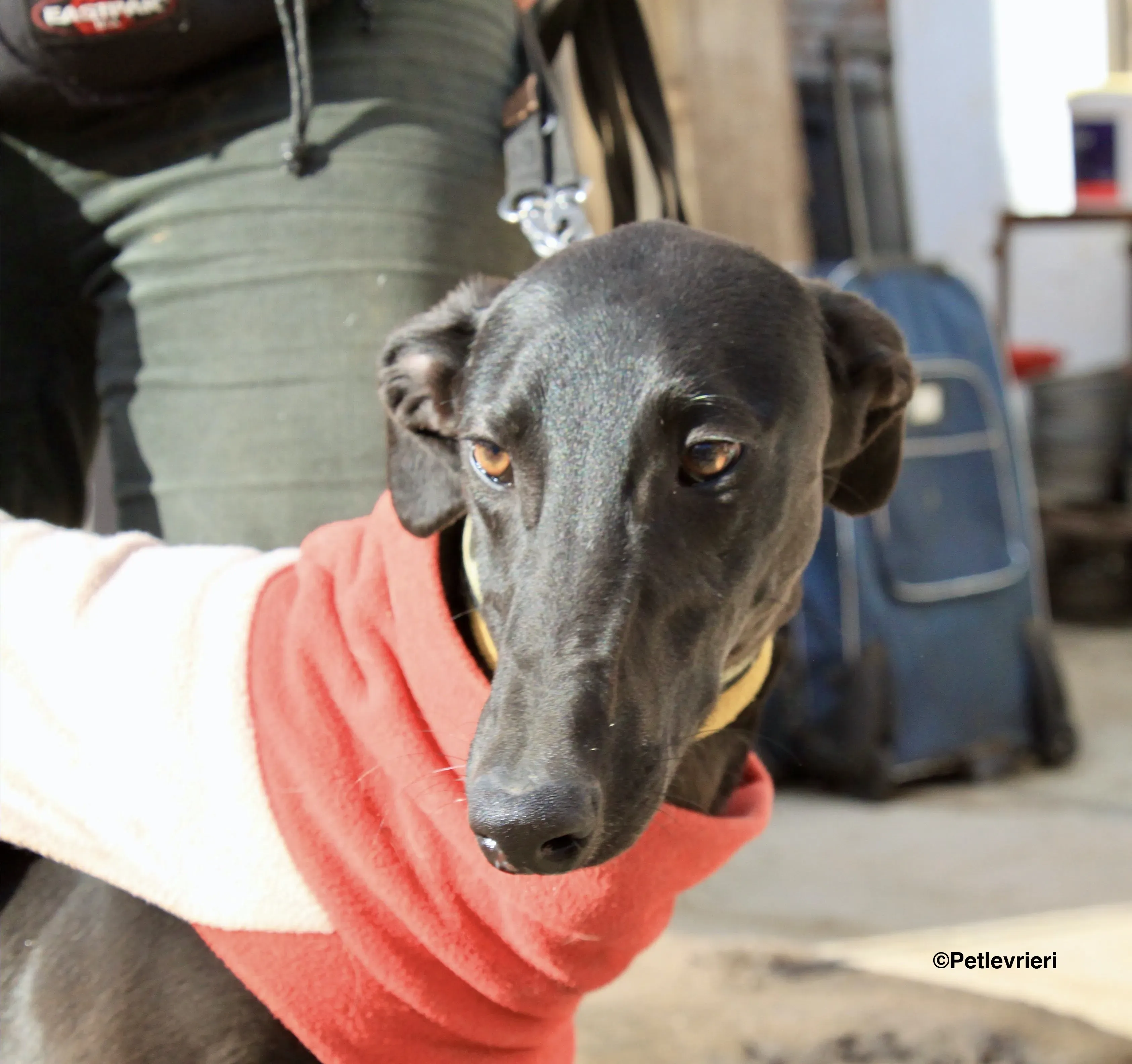 Tizon adozione levrieri galgo 7 2 1