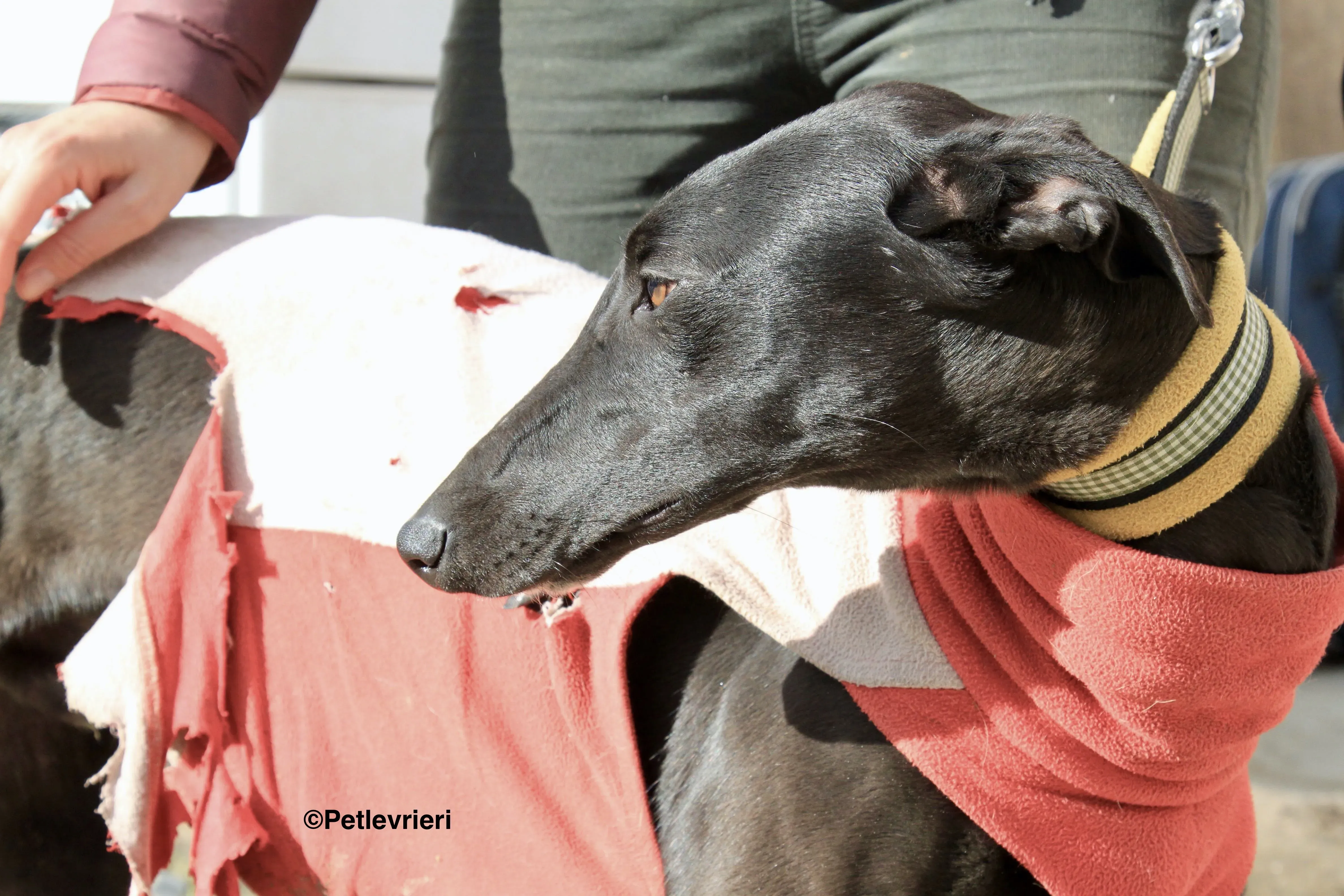 Tizon adozione levrieri galgo 8 2 1