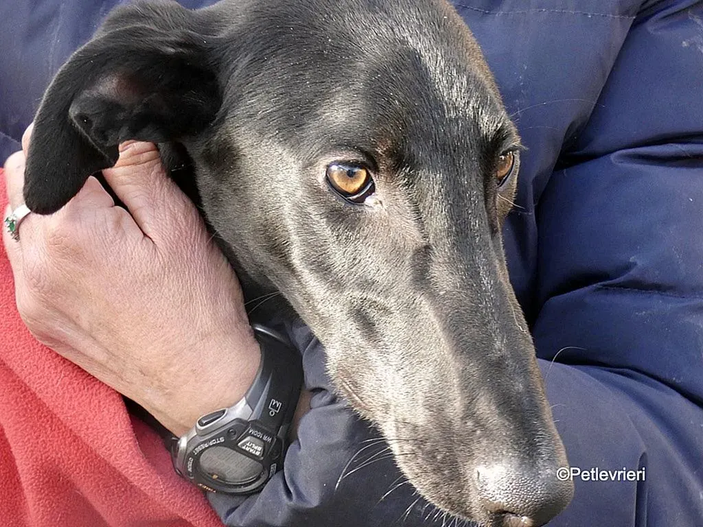 Tizon adozione levrieri galgo 8 2