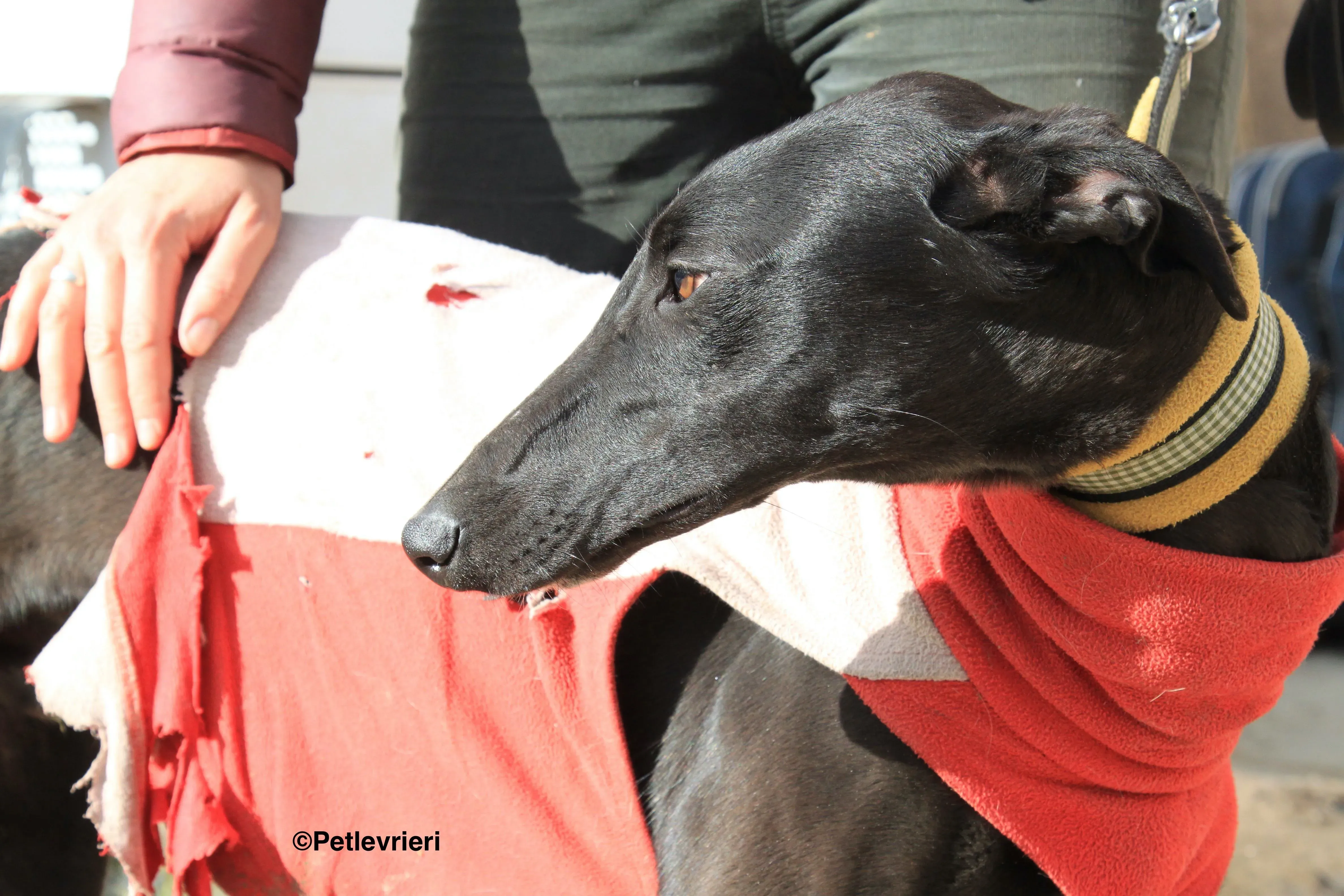 Tizon adozione levrieri galgo 9 2 1