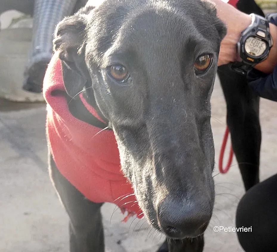 Tizon adozione levrieri galgo 9 2