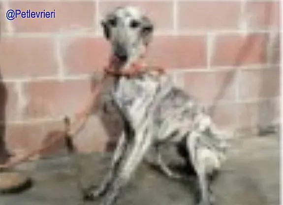 Tobia De Valladolid adozione levrieri galgo 1