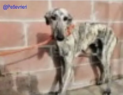 Tobia De Valladolid adozione levrieri galgo 2