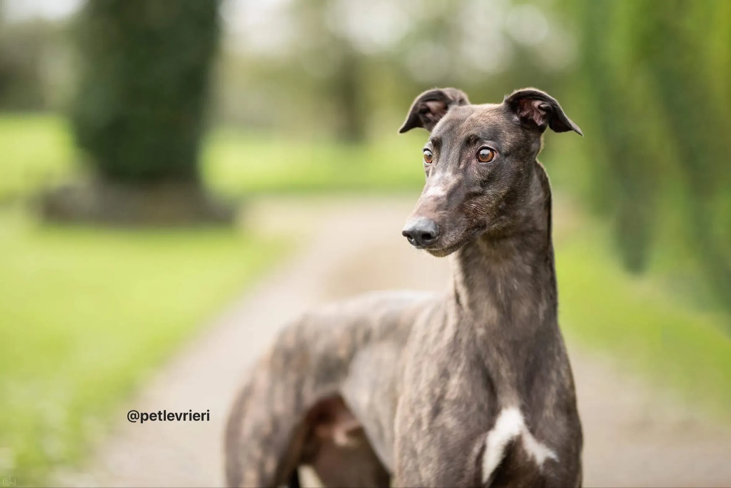 Toby adozione greyhound pet levrieri 1