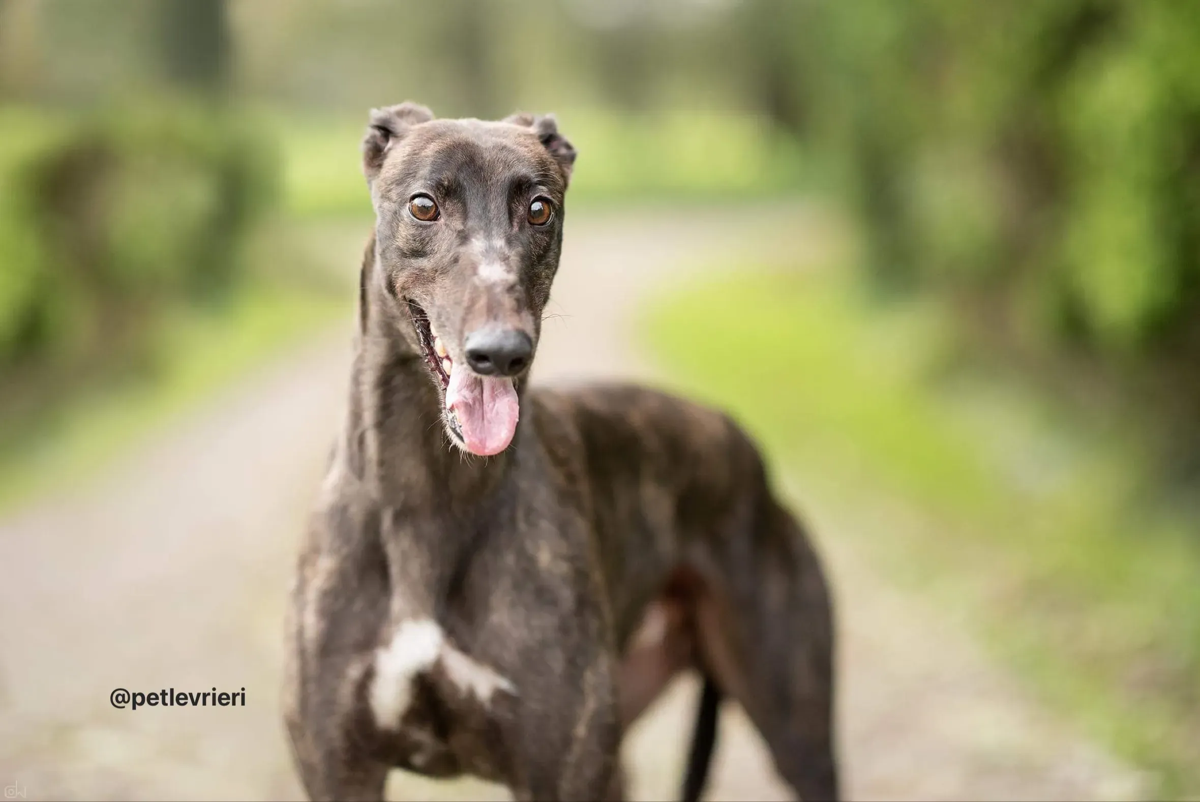 Toby adozione greyhound pet levrieri 2