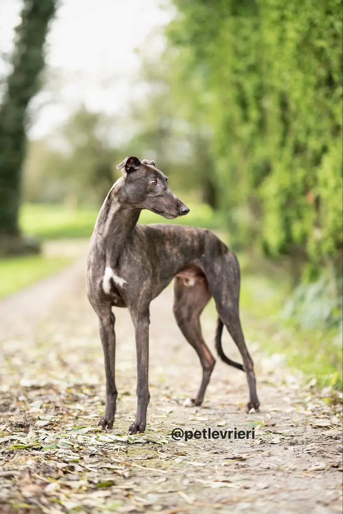 Toby adozione greyhound pet levrieri 3