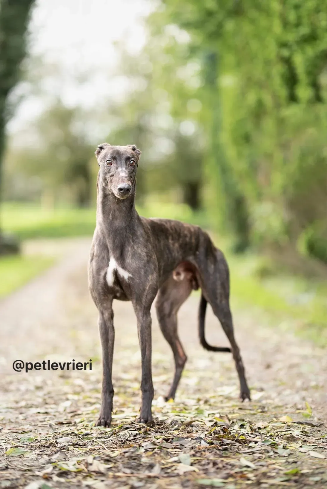 Toby adozione greyhound pet levrieri 4