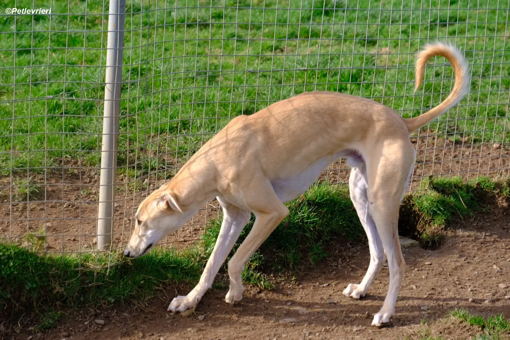 Toby adozione levrieri greyhound 1