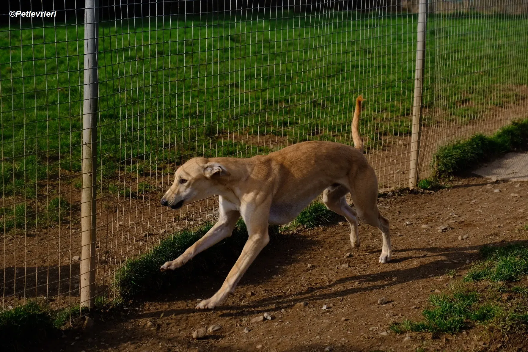 Toby adozione levrieri greyhound 10