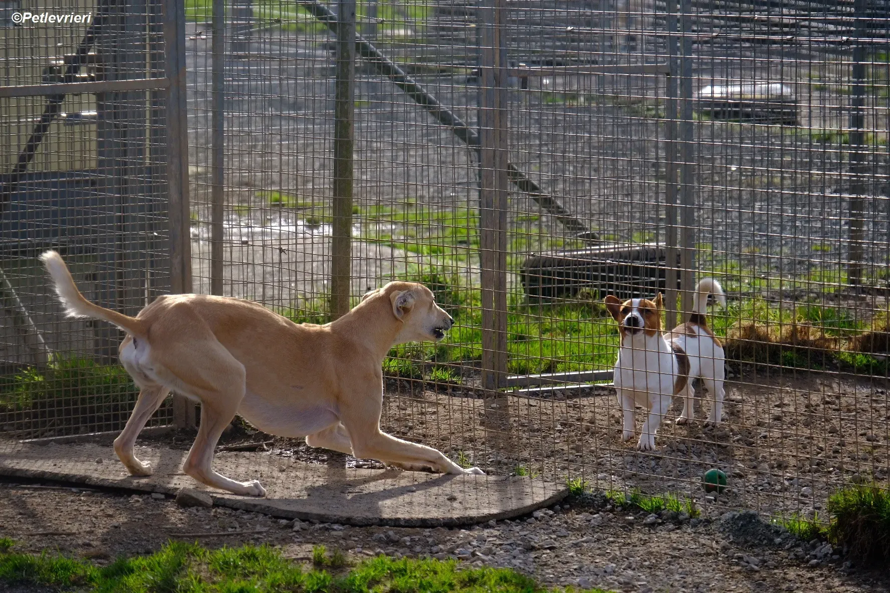 Toby adozione levrieri greyhound 11