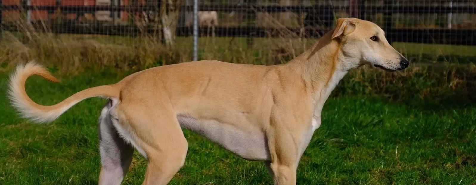 Toby adozione levrieri greyhound 12 e1677078726881