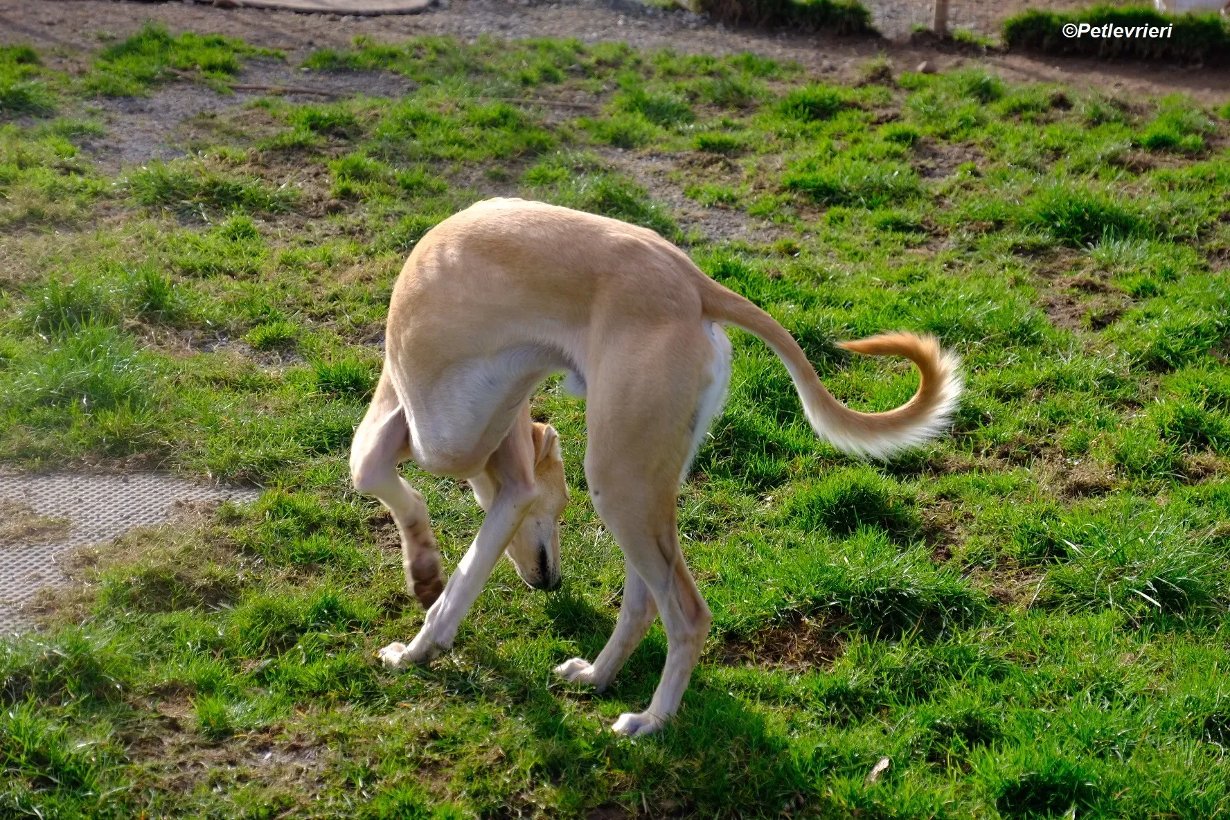 Toby adozione levrieri greyhound 8