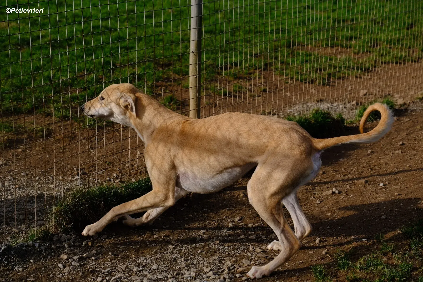 Toby adozione levrieri greyhound 13
