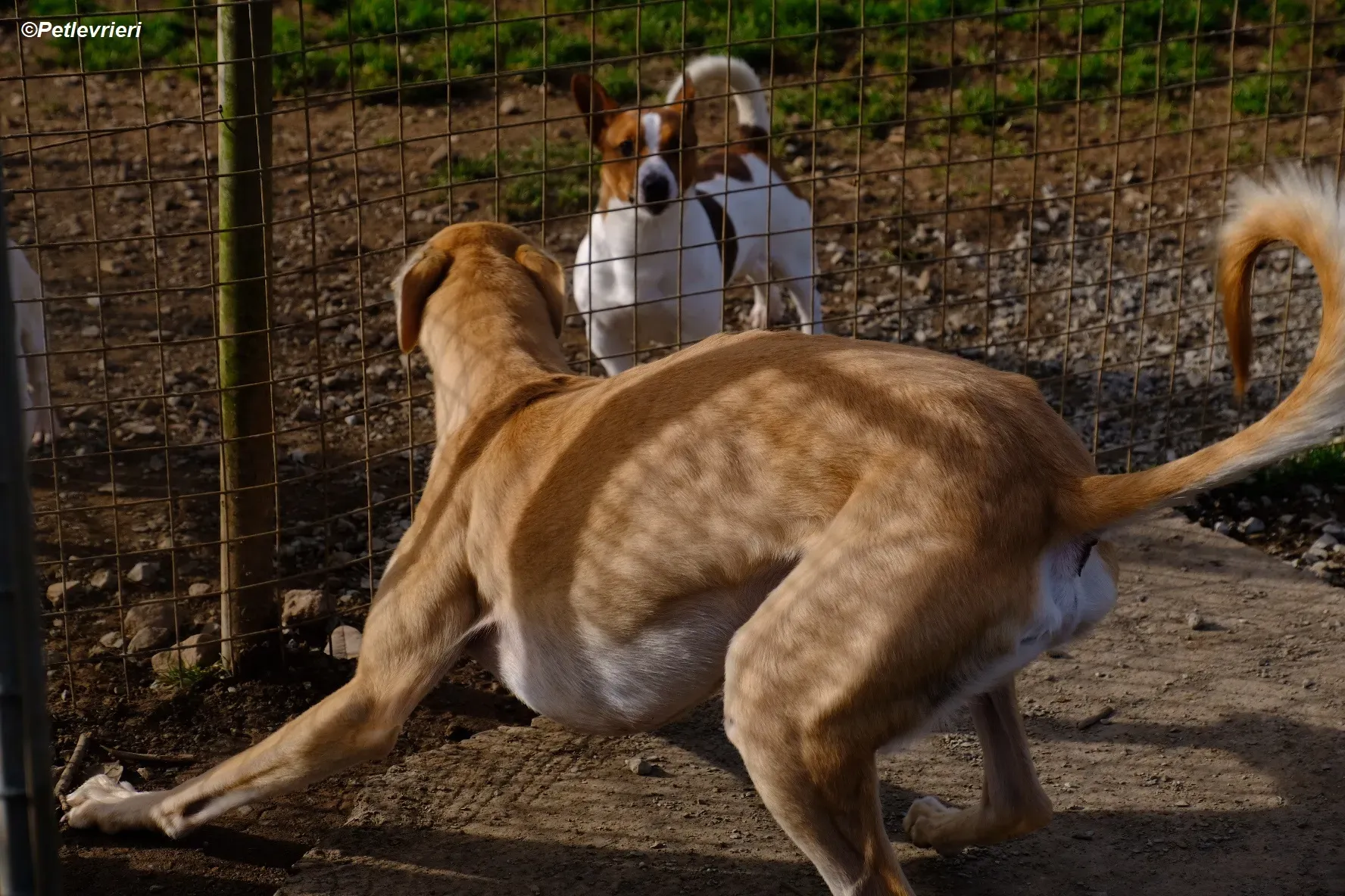 Toby adozione levrieri greyhound 14