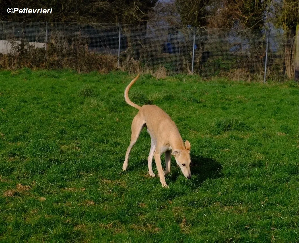 Toby adozione levrieri greyhound 9