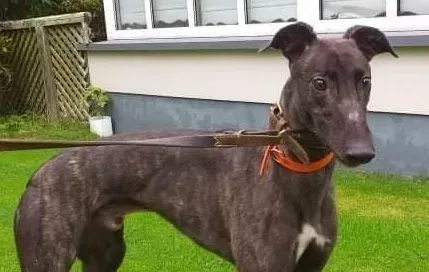 Toby adozione levrieri greyhound 3 e1632299405928