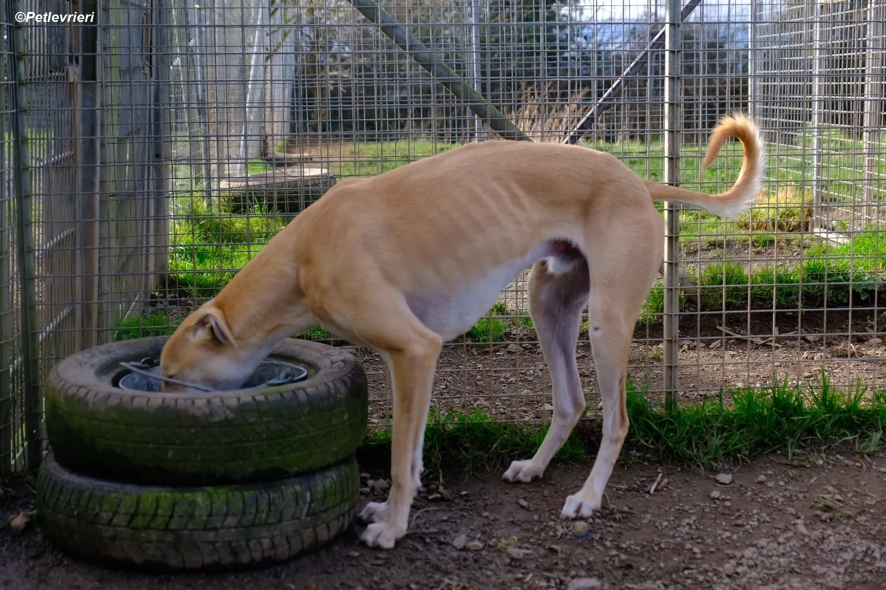 Toby adozione levrieri greyhound 2
