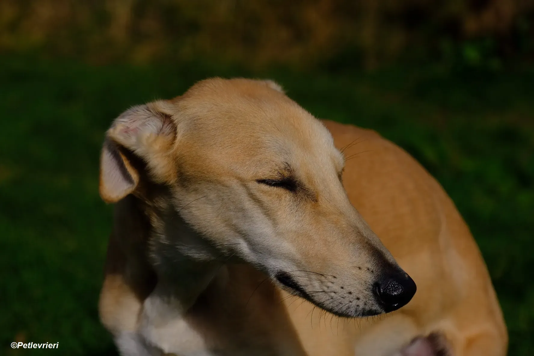 Toby adozione levrieri greyhound 3