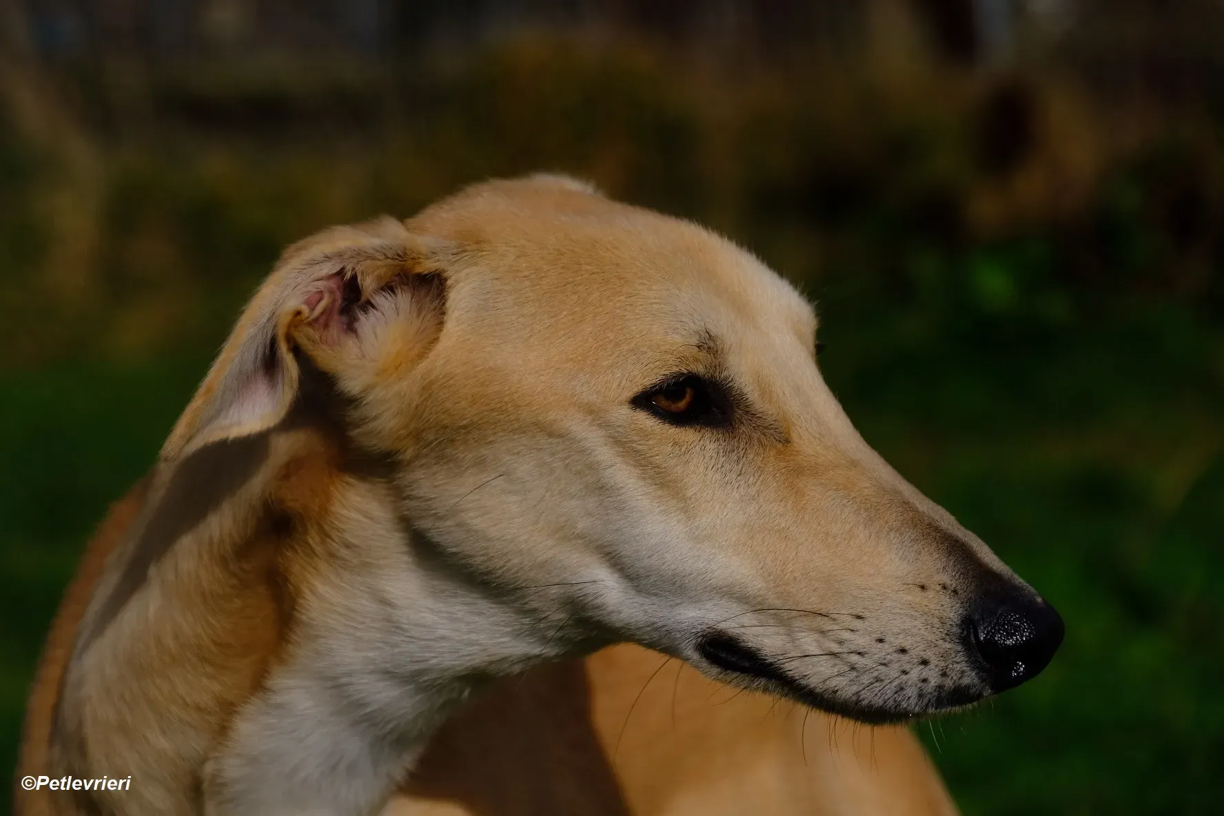 Toby adozione levrieri greyhound 4