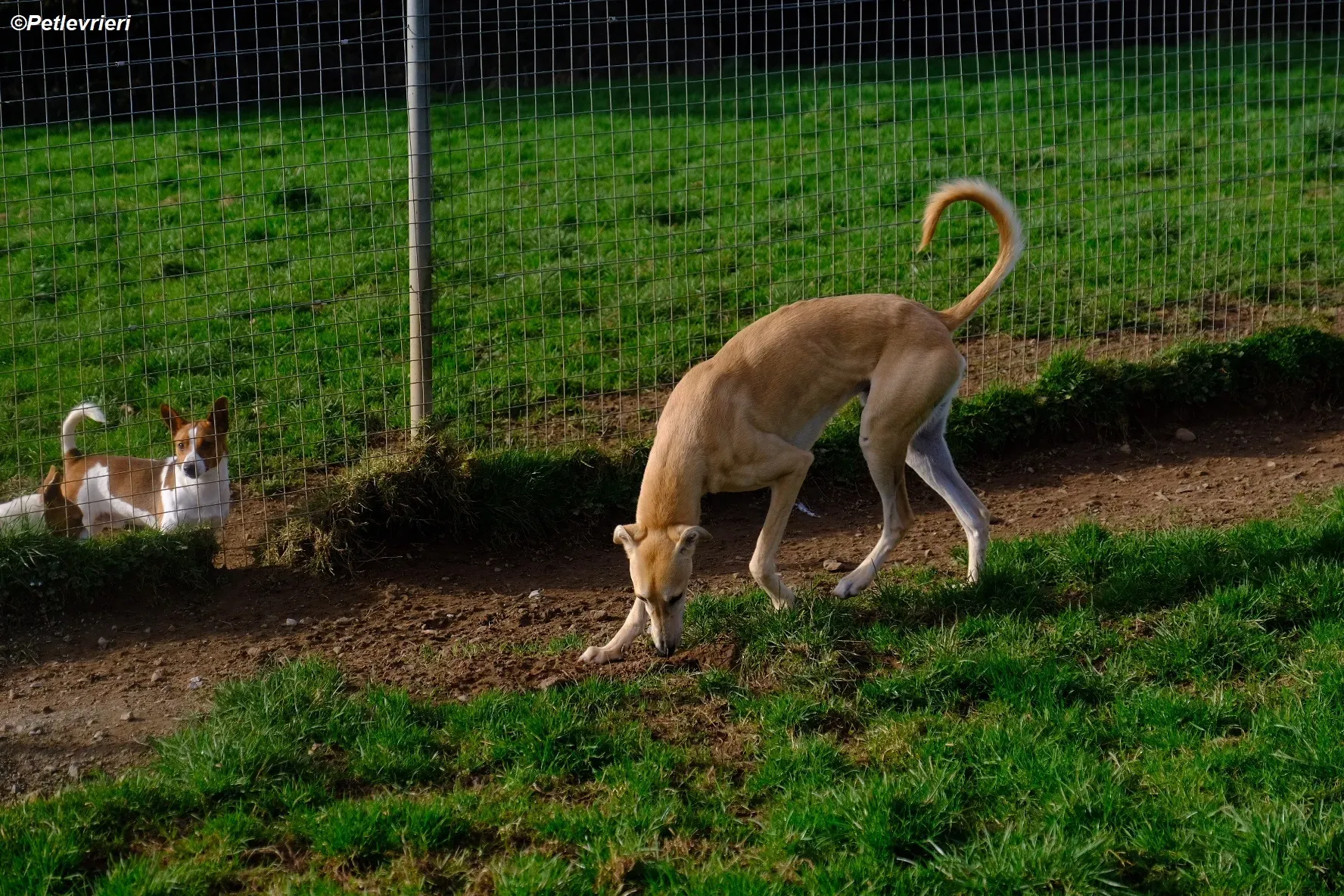 Toby adozione levrieri greyhound 5