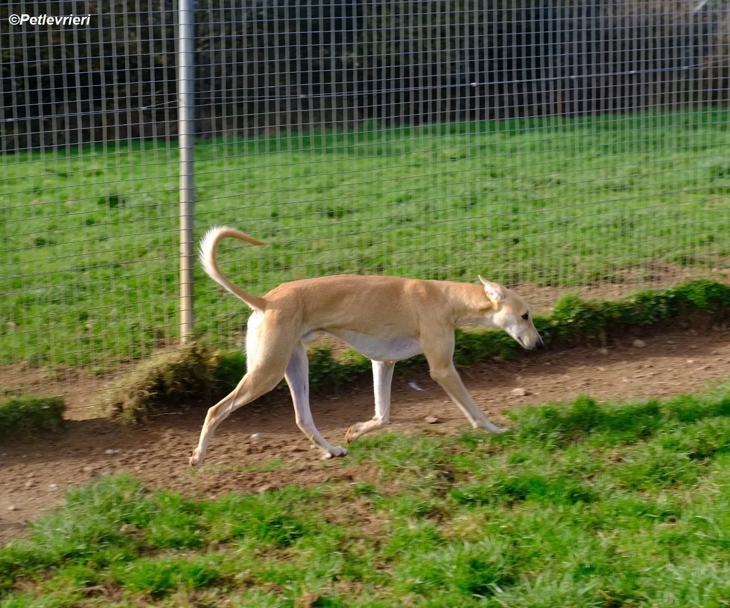 Toby adozione levrieri greyhound 6