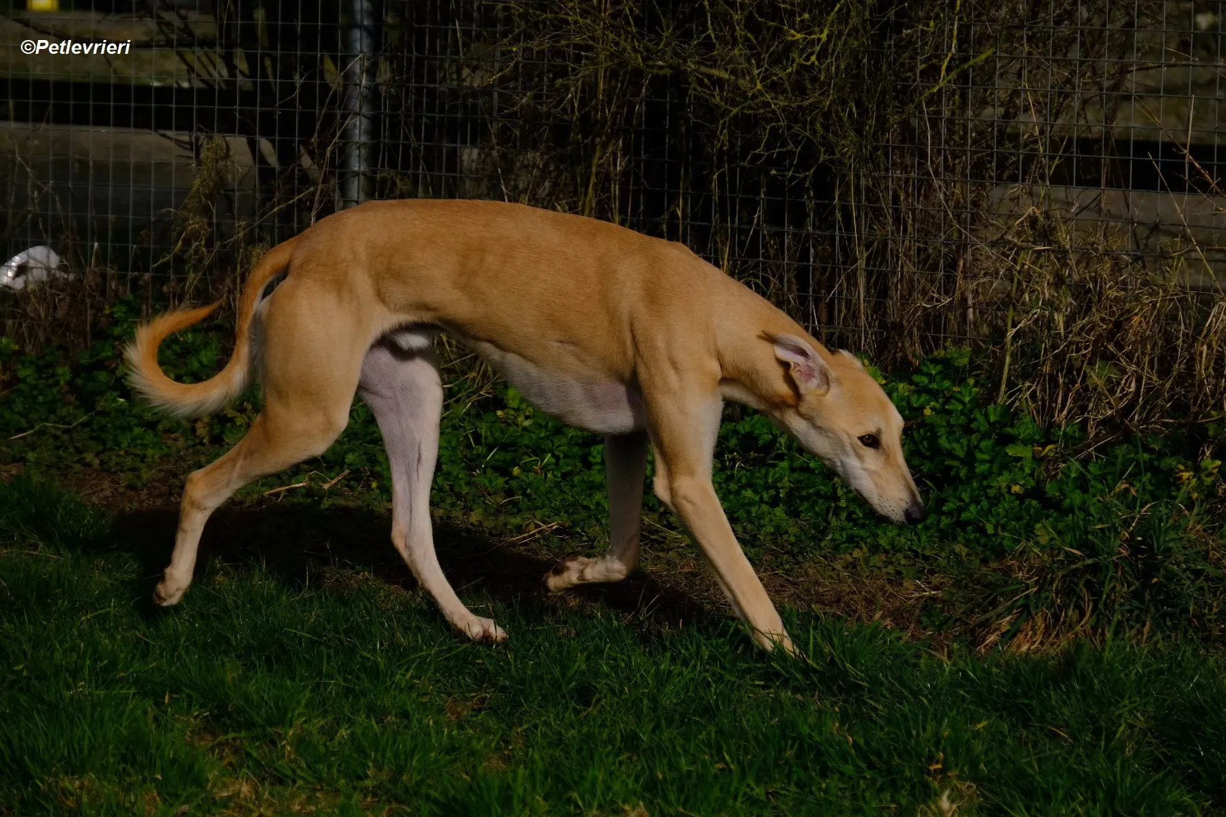 Toby adozione levrieri greyhound 7