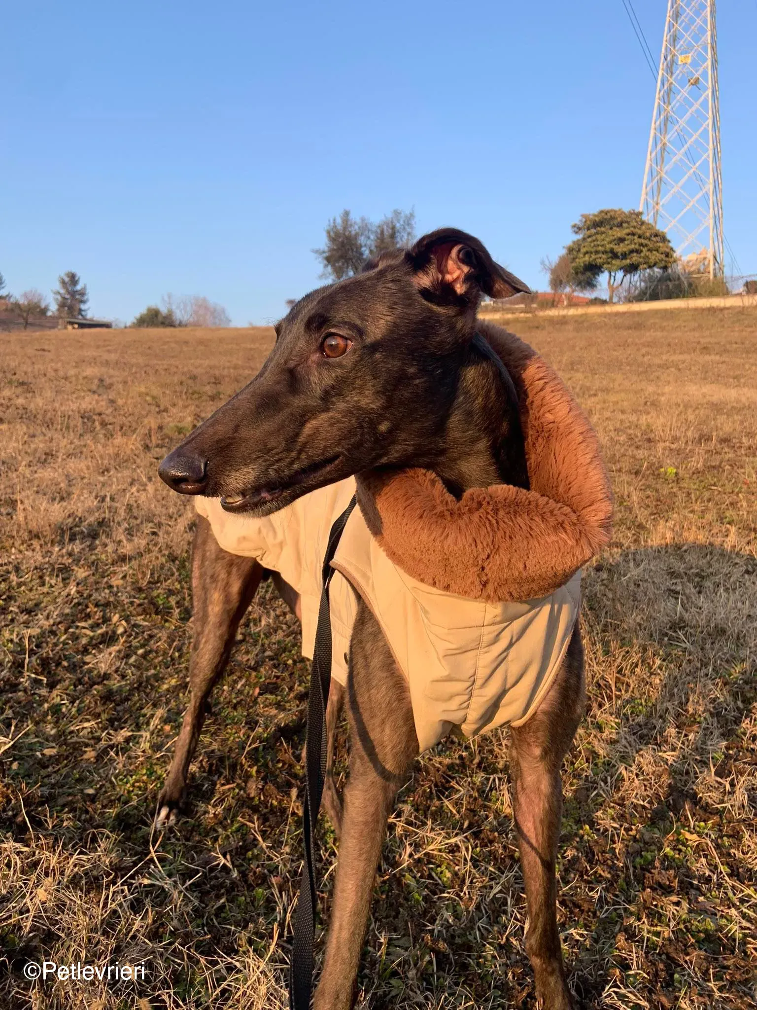 Toby adozione levrieri greyhound dog fosterhome 10 1