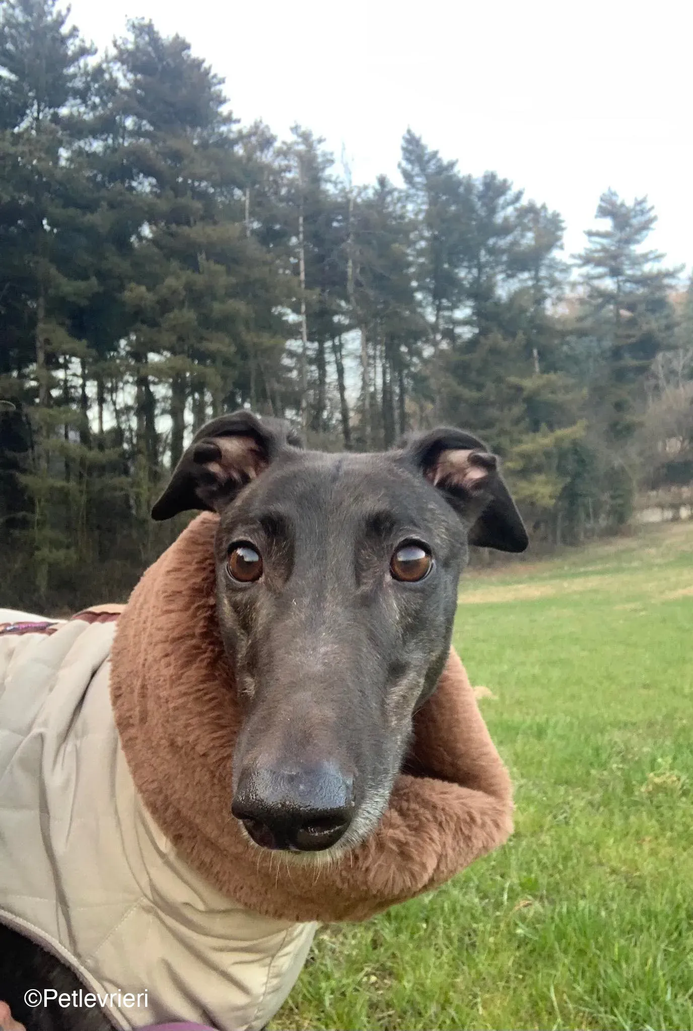 Toby adozione levrieri greyhound dog fosterhome 2 1